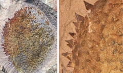 A fossil seen from the dorsal (top) side (left) with spines covering the body (right).