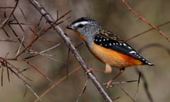 A male spotted pardalote on a twiggy branch