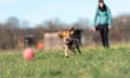 Woman on the Morning Walk in the Nature Playing with Young Kooikerhondje Dog Throwing him a Ball