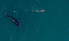 A screen shot of drone vision taken off Bondi beach where a whale swims close to a person