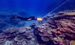 A diver conducts a survey on the Great Barrier Reef in Queensland. Results from the latest annual surveys of the reef shows a small drop in coral cover over the past year.