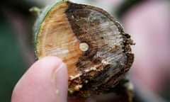 an ash tree infected with Chalara dieback