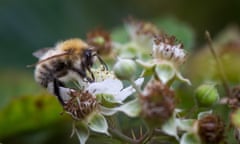 The common carder bee (Bombus pascuorum) spotted in West Yorkshire.