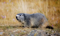 Marmot