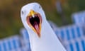 A seagull