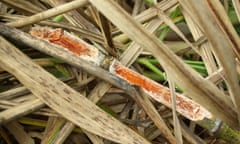 Native canefield rats are destroying sugarcane crops in north Queensland after mild wet seasons created the ideal conditions for a population boom. 