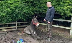 A man stands beside a donkey whose rear half is sunk in mud
