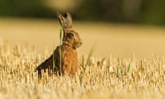 A brown hare sitting in a stubble field in golden evening light
