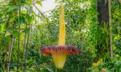 Huge yellow flower spike about 15ft tall in a Kew conservatory