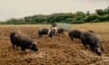 Pigs in a field