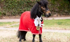 Patrick the Pony in his mayoral regalia.