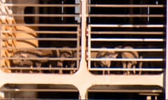 This image made from video shows livestock on MV Bahijah ship docked at a port in Fremantle, Australia, Friday, Feb. 2, 2024. The ship carrying thousands of livestock that has been stranded at sea for almost a month has finally docked in Australia, where welfare concerns mean some of the animals are expected to be offloaded. (Channel 10 via AP)