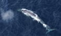 Aerial view of Antarctic blue whale