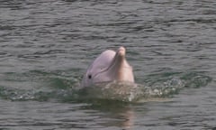Hong Kong's marine mammals face threats from human activity<br>epa05197674 A Chinese white dolphin is seen just off South West corner of Lantau Island, Hong Kong, China, 06 March 2016. According to WWF-Hong Kong, the number of Chinese white dolphins has decreased by 60 percent in the last decade. Threats facing the Chinese white dolphin in Hong Kong waters include being hit by fast moving marine traffic, destruction of habitats by construction of large scale infrastructure projects such as the Hong Kong Macau Zhuhai Shenzhen bridge and industrial pollution from factory run-off in the Pearl River Delta.  EPA/ALEX HOFFORD