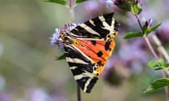 A moth with black and white wings and central orange flashes