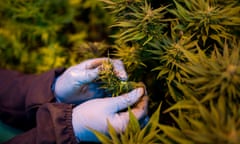 A women worker picks up leaves from cannabis plants inside a greenhouse of Medigrow, a Lesotho-Canadian company that grows legal cannabis, located near Marakabei, in Lesotho on August 6, 2019.