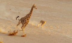 Planet Earth II - giraffe