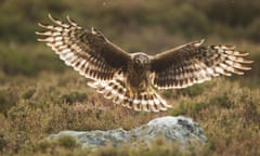 Hen harrier (Circus cyaneus) adult female landing on rock in moorland habitat, Glen Tanar Estate, Grampian, Scotland, UK, June<br>EG61C4 Hen harrier (Circus cyaneus) adult female landing on rock in moorland habitat, Glen Tanar Estate, Grampian, Scotland, UK, June