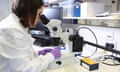 A scientist dissecting a tissue sample that has been cut on a glass slide, so that she can take out the relevant tumour cells from the slide and extract DNA and subject these to molecular profiling