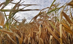 A dry cornfield