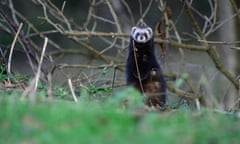 Polecat in a hedgerow