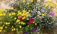 Colourful hanging basket with yellow and red flowers on wall<br>A685Y1 Colourful hanging basket with yellow and red flowers on wall