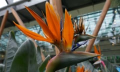 Bird of Paradise flower in the  Winter Garden, Millennium Gallery, Sheffield