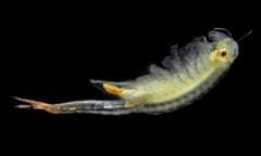 A fairy shrimp