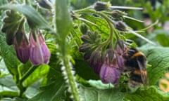 Comfrey with bee, plot 29 for June 9