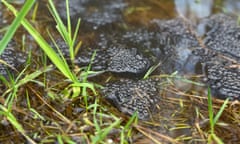 Frogspawn