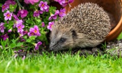 A hedgehog beside pink flowers in a garden