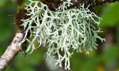 Oakmoss on a tree branch