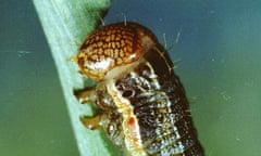 fall armyworm