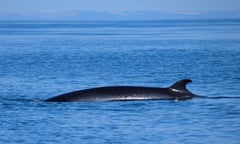 A minke whale surfaces close to the AK Wildlife Cruises boat, with the Cornish coast visible in the background.