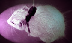 Laboratory Mouse Used For Medical Research. (Photo By BSIP/UIG Via Getty Images)