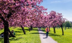 Cherry blossom breaks out on The Stray.