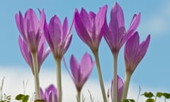 Purple colchicum blooms