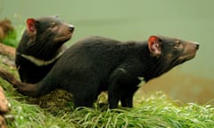 Tasmanian Devils