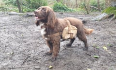 Muddy dog wearing a backpack