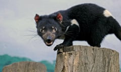 A disease-free Tasmanian devil