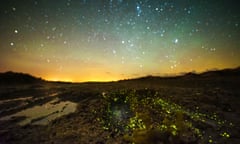 Landscape shot of bioluminescence in Jersey, caused by Caulleriella bioculata glowworms.Caulleriella bioculata