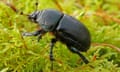 A dung beetle