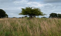 Langley Bush, Cambridgeshire