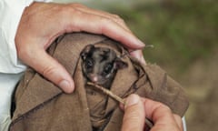 Leadbeater’s possum