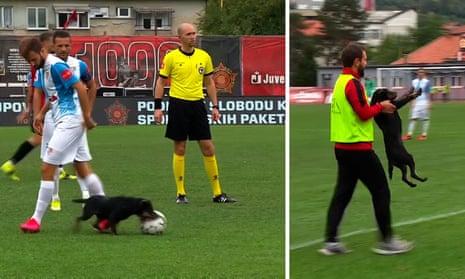 Absolute howler: dog steals ball and nutmegs players in Bosnian football match – video