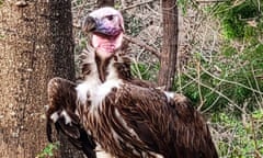 US-ANIMAL-ZOO-VULTURE<br>This undated handout photo provided by the Dallas Zoo on January 24, 2023, shows Pin, a 35-year-old endangered vulture at the Dallas Zoo in Dallas, Texas. - In recent days, the largest zoo in the southern US state of Texas has been the scene of suspicious incidents, most recently the death of a beloved vulture -- and police are on the case. "Everything is under suspect at this point internal, external we're looking at every single option," zoo president Gregg Hudson told reporters. The 35-year-old endangered lappet-faced vulture was found dead over the weekend and the zoo said "the death does not appear to be from natural causes." (Photo by Handout / Dallas Zoo / AFP) / RESTRICTED TO EDITORIAL USE - MANDATORY CREDIT "AFP PHOTO / Dallas Zoo " - NO MARKETING - NO ADVERTISING CAMPAIGNS - DISTRIBUTED AS A SERVICE TO CLIENTS (Photo by HANDOUT/Dallas Zoo/AFP via Getty Images)