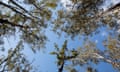 File photo of a tree canopy in a NSW state forest