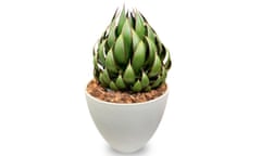 Agave 'Praying Hands' in white pot