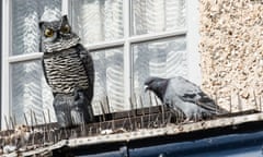 Pigeon next to a decoy bird of prey (owl) deterrent on a window ledge with spikes<br>2CF3TM5 Pigeon next to a decoy bird of prey (owl) deterrent on a window ledge with spikes