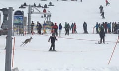 Kangaroo hops down mountain in Australia